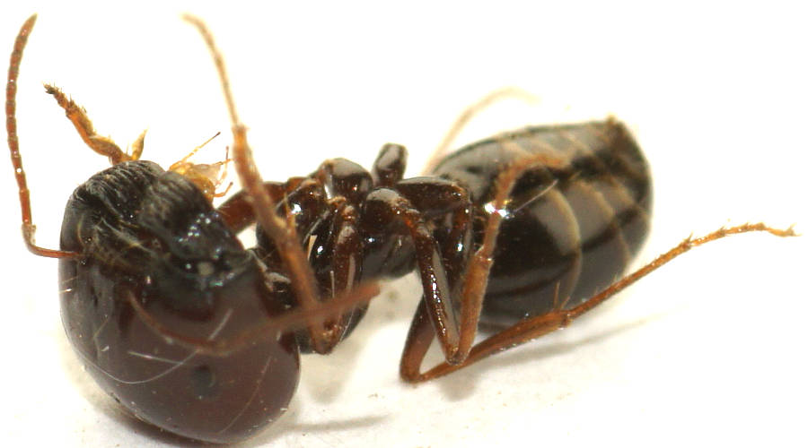 Arid Honey-carrying Ant (Melophorus sp ES01)