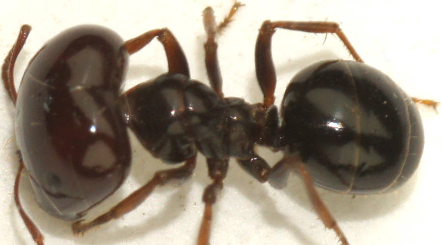 Arid Honey-carrying Ant (Melophorus sp ES01)