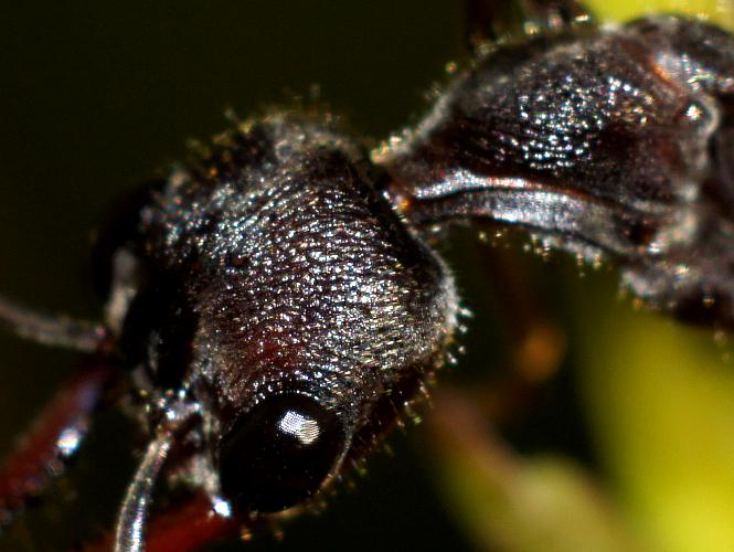 Small Jumping Ant (Myrmecia picta)