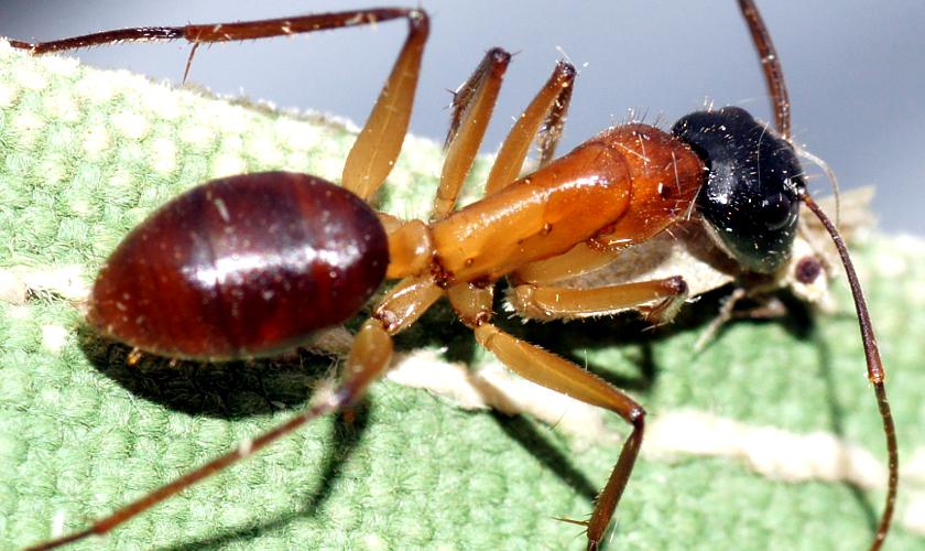 Black-headed Sugar Ant (Camponotus nigriceps)