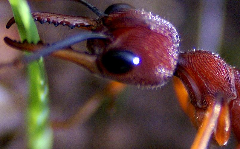 Giant Red Bull Ant (Myrmecia nigriscapa)