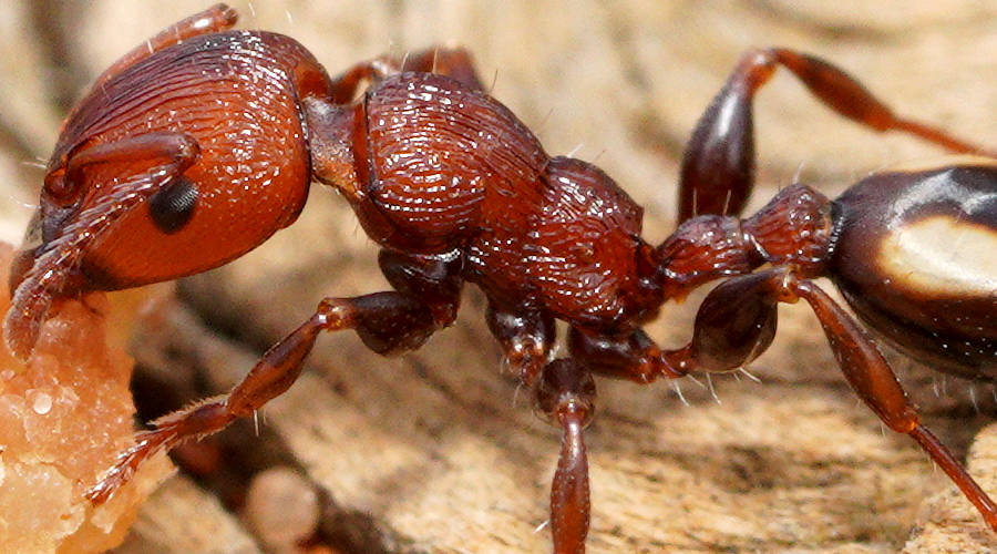 Adelaide's Muscle Man Ant (Podomyrma adelaidae)