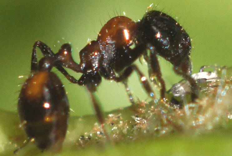 Mono Ant (Chelaner kiliani)