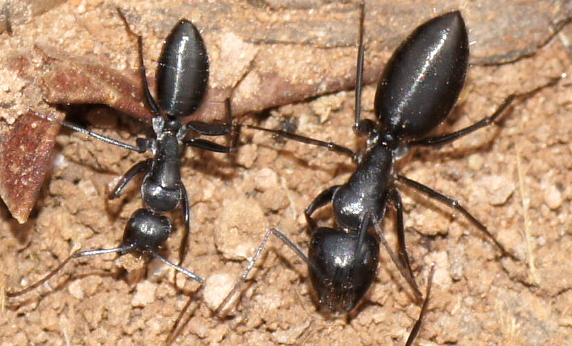 Vertical Gaster Black Ant (Camponotus cinereus ssp amperei)