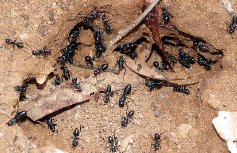 Vertical Gaster Black Ant (Camponotus cinereus ssp amperei)
