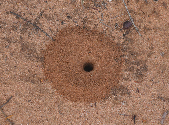 Desert Funnel Ant (Aphaenogaster barbigula)