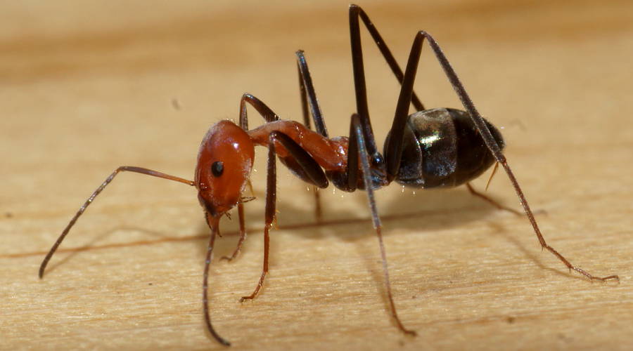 Agile Tyrant Ant (Iridomyrmex agilis)
