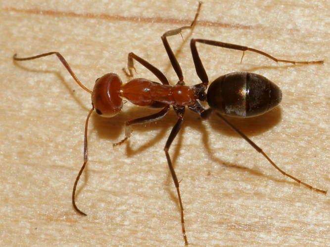 Agile Tyrant Ant (Iridomyrmex agilis)