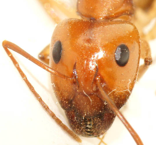 Samuel's Sugar Ant (Camponotus cf samueli)