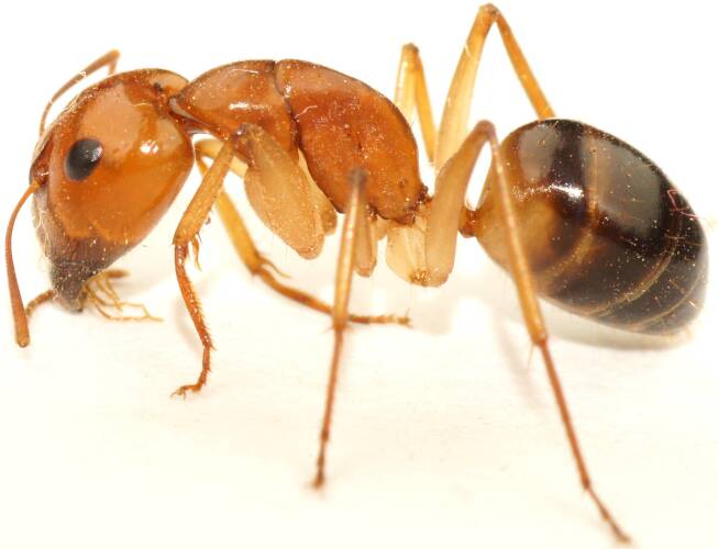 Samuel's Sugar Ant (Camponotus cf samueli)