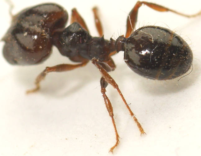 Black Big-headed Ant (Pheidole sp ES02)