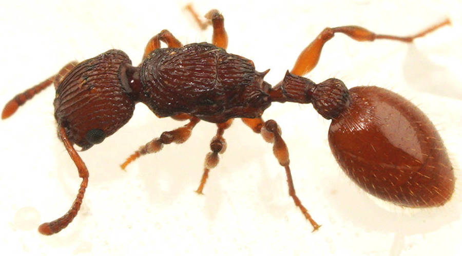 Muscular Ant (Podomyrma sp)