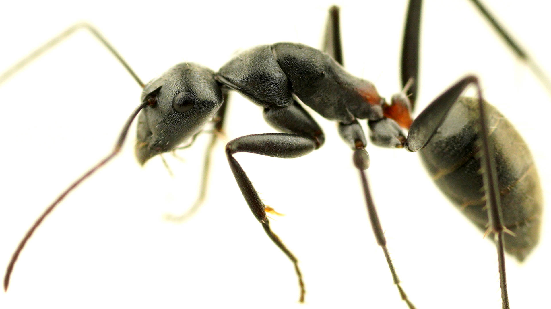 Ferguson's Sugar Ant (Camponotus fergusoni)