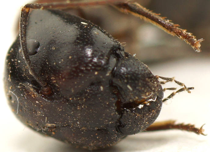Jumbuck Sugar Ant (Camponotus ephippium ssp ephippium)