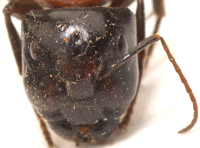 Jumbuck Sugar Ant (Camponotus ephippium ssp ephippium)