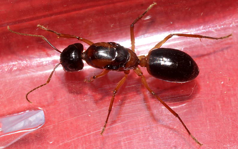 Nocturnal Sugar Ant (Camponotus consobrinus)
