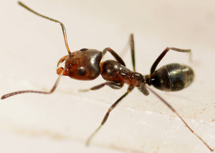 Reddish Tyrant Ant (Iridomyrmex rufoniger)