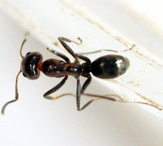 Reddish Tyrant Ant (Iridomyrmex rufoniger)