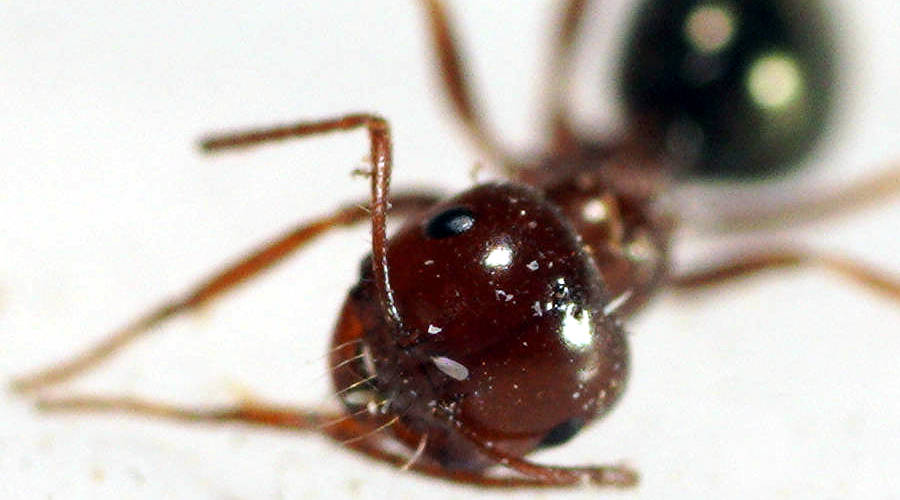 Small Arid Honey-carrying Ant (Melophorus sp ES02)