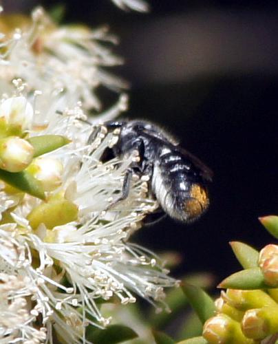 Resin Bee (Megachile cf oblonga)