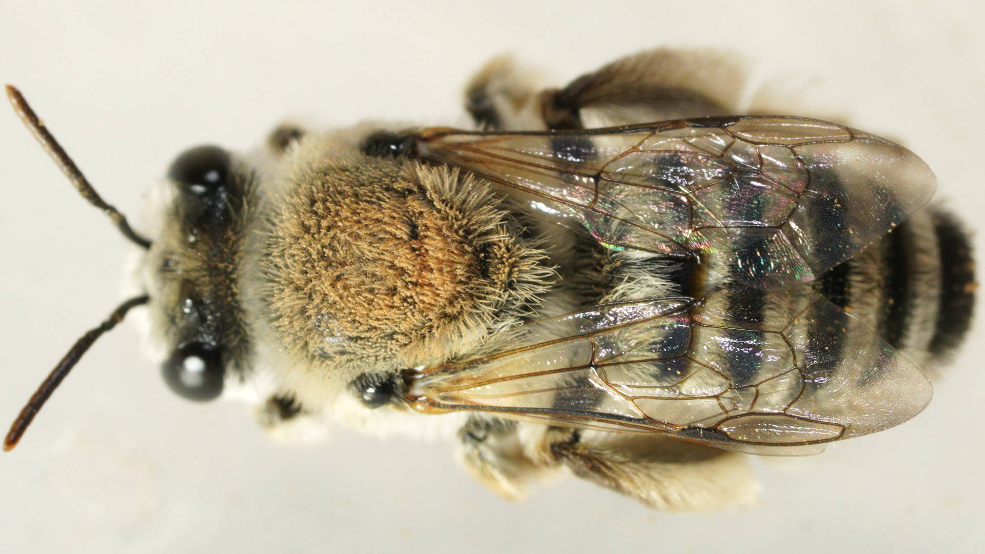 Brown-mullet Bee (Leioproctus sp ES01)