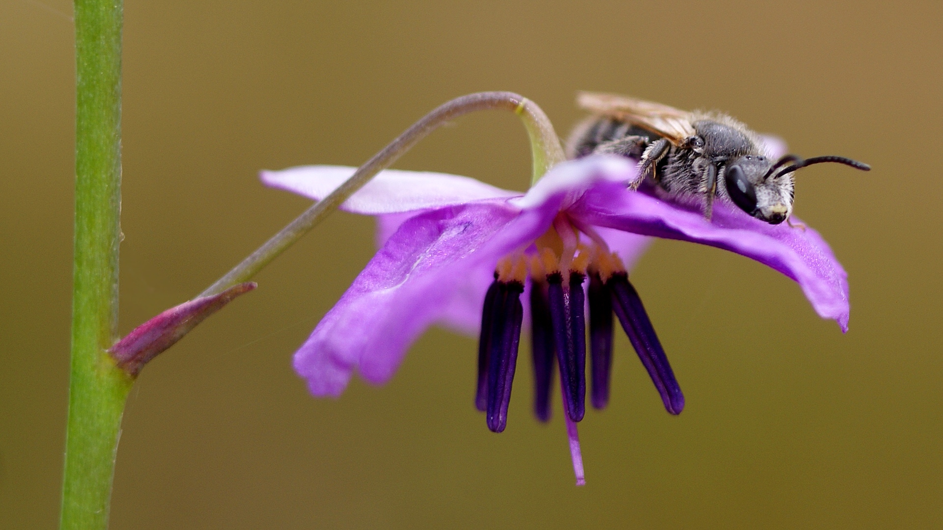 Halictid Bee (Lasioglossum (Chilalictus) lanarium)