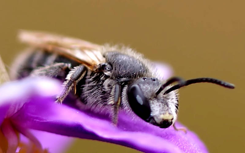 Halictid Bee (Lasioglossum (Chilalictus) lanarium)