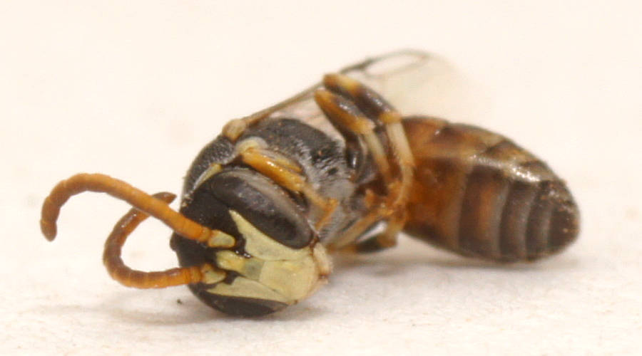 Littler's Masked Bee (Hylaeus (Prosopisteron) cf littleri)