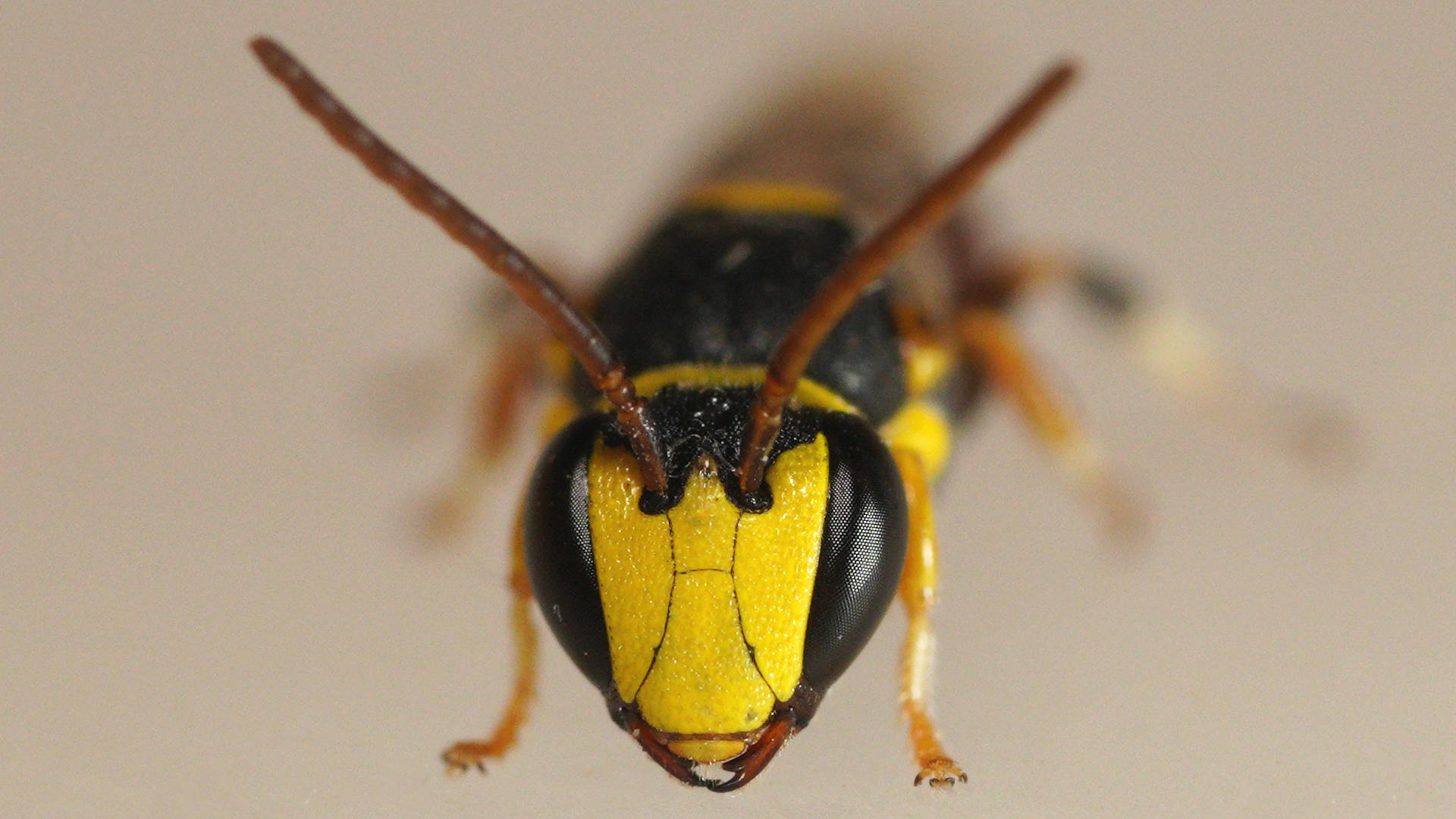 Dromedary Masked Bee (Hylaeus (Euprosopellus) dromedarius)