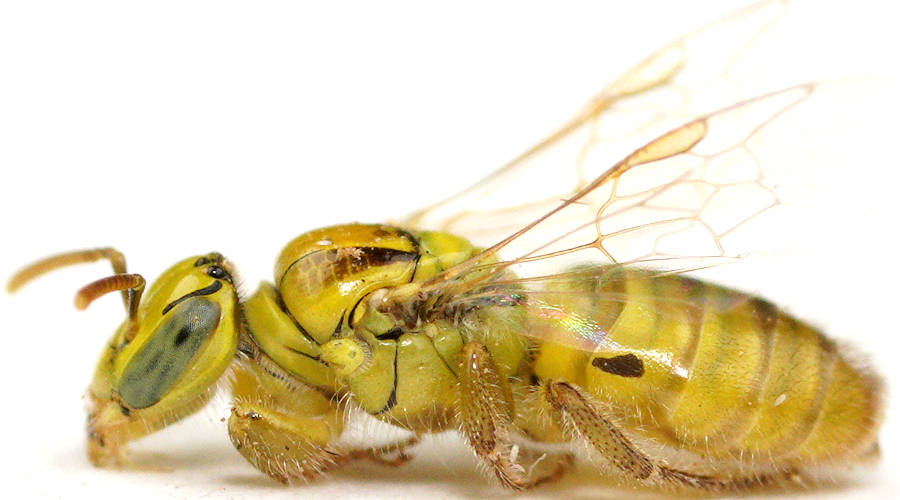 Yellow Dryland Bee (Callohesma sp)