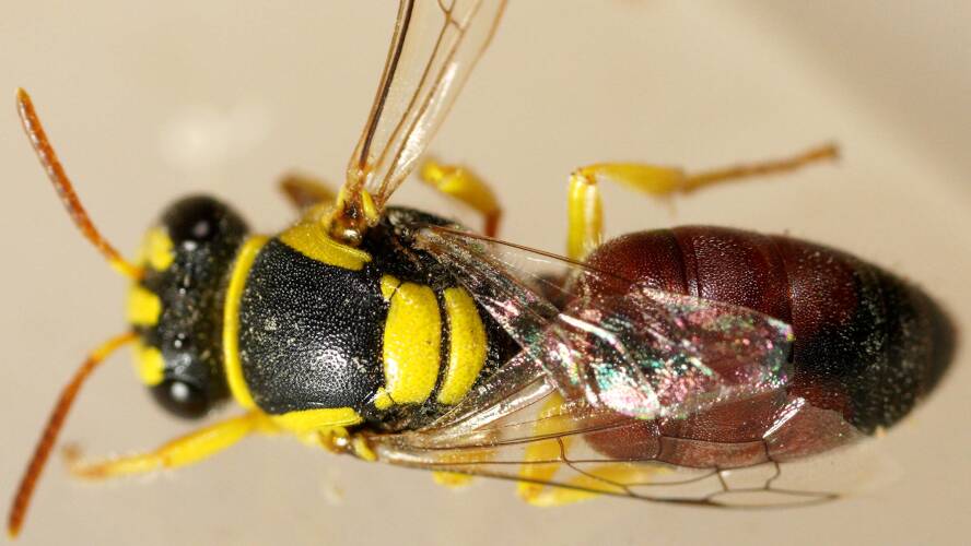 Elegant Masked Bee (Hylaeus elegans)