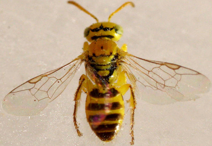 Yellow Dwarf Bee (Xanthesma (Xanthesma) sp)