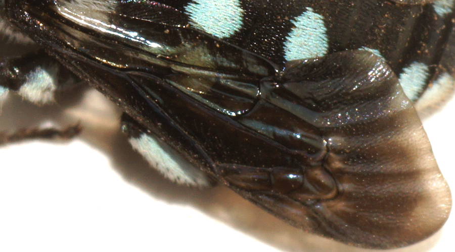 Chequered Cuckoo Bee (Thyreus caeruleopunctatus)