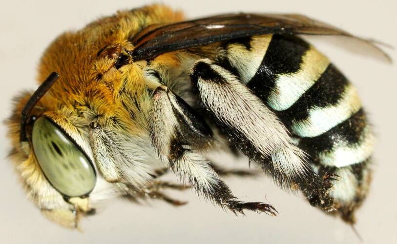 Blue-banded Bee (Amegilla (Notomegilla) chlorocyanea)