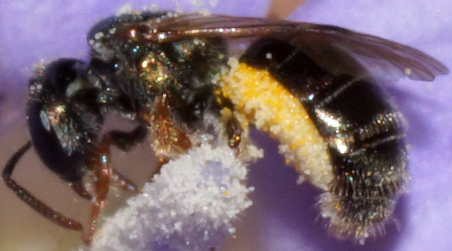 Wahlenbergia Bee (Homalictus (Homalictus) urbanus)