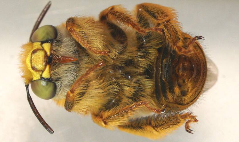 Teddy Bear Bee (Amegilla (Asaropoda) flava)