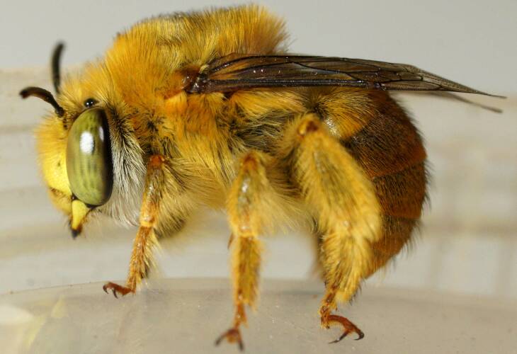 Teddy Bear Bee (Amegilla (Asaropoda) flava)