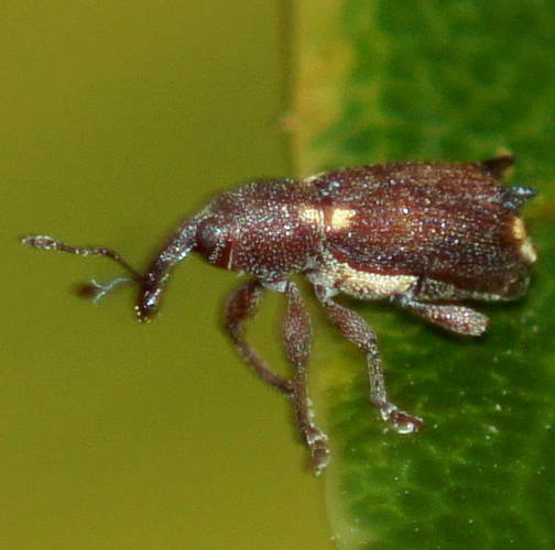Horned Weevil (Encosmia cornuta)