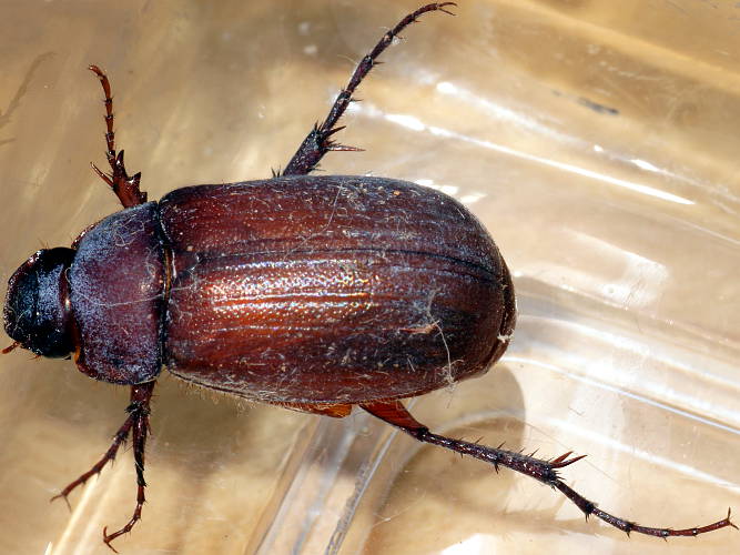 Long Legged Scarab Beetle (Melolonthinae sp ES09)