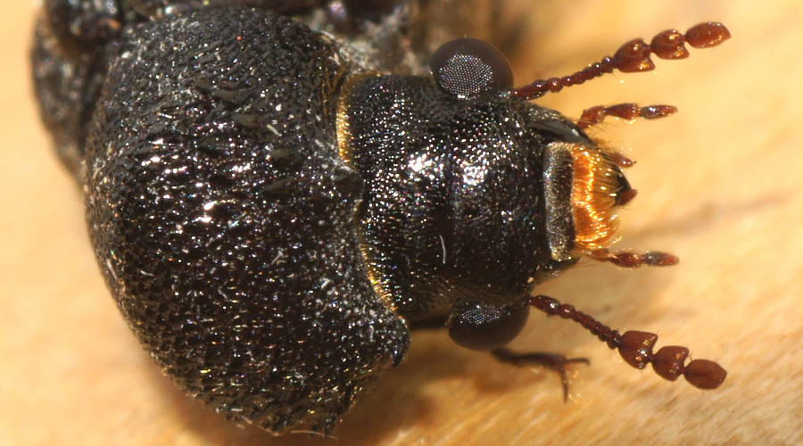 Twig Borer Beetle