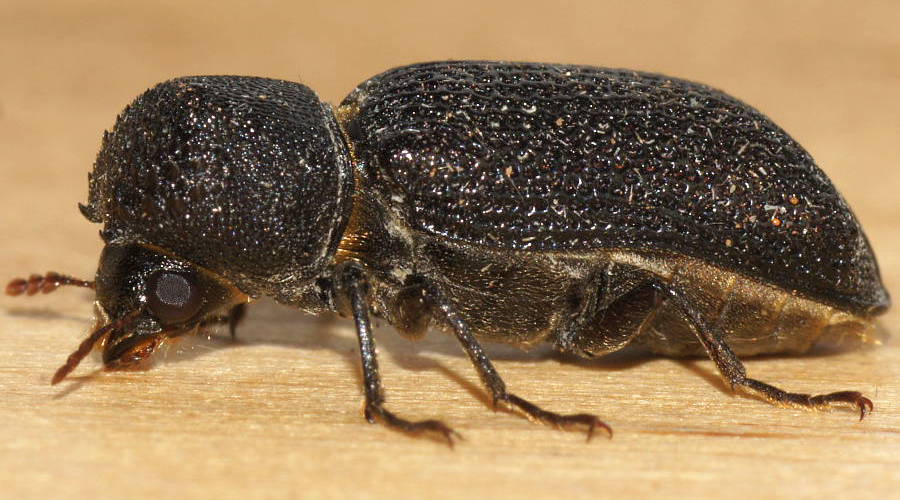 Twig Borer Beetle (Bostrychopsis jesuita)