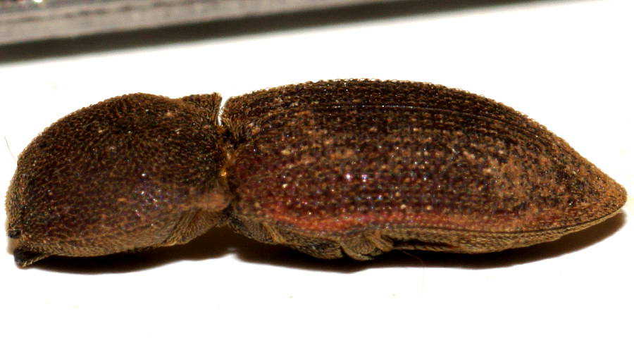 Shielded Click Beetle (Agrypnus sp)