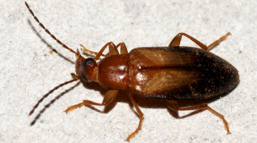 Brown Comb-clawed Beetle (Alleculini sp ES02)
