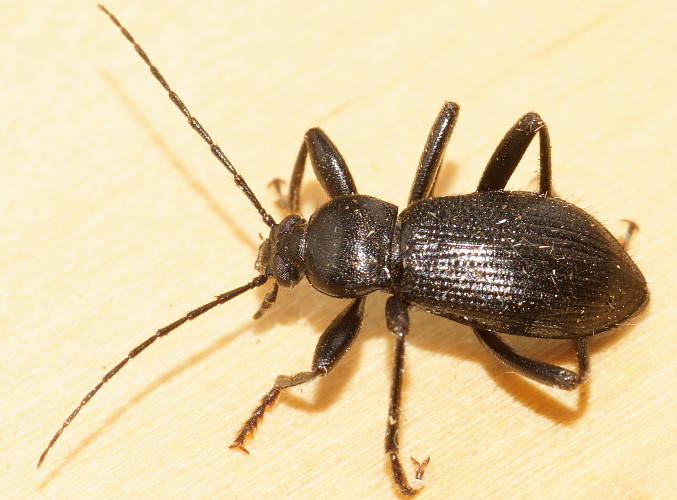 Black Comb-clawed Beetle (Alleculini sp ES01)