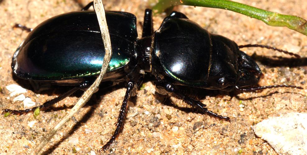 Green Sheen Ground Beetle (Carenum subcyaneum)