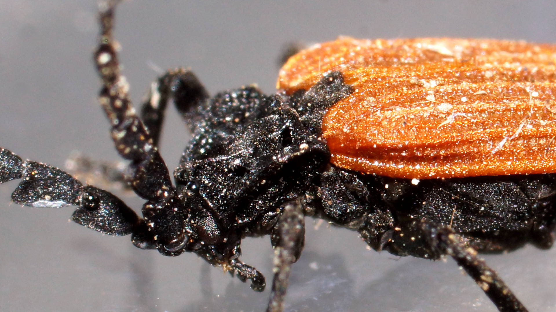 Three-ribbed Lycid Beetle (Trichalus semicostatus)