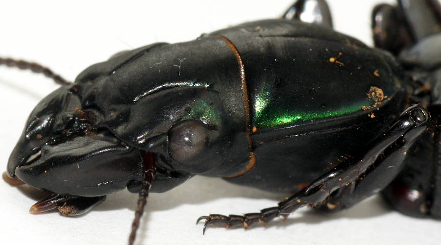 Green Sheen Ground Beetle (Conopterum superbum)