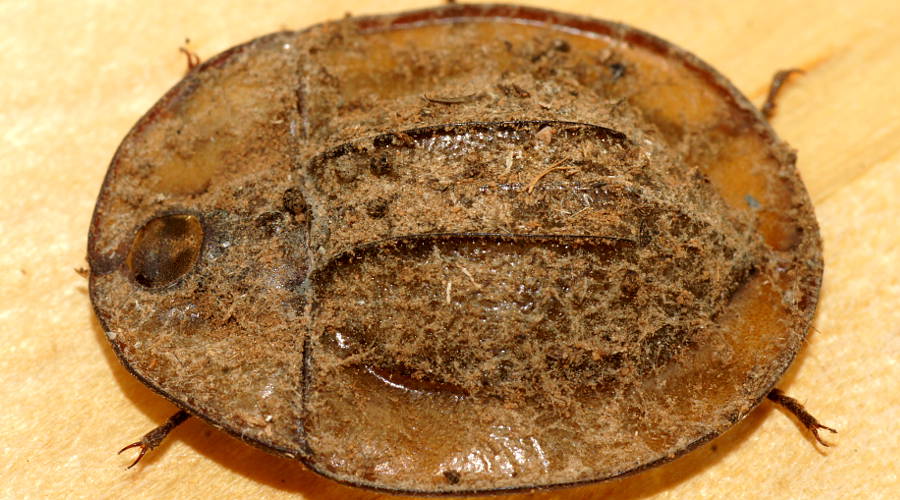 Transparent Pie-dish Beetle (Helea castor)