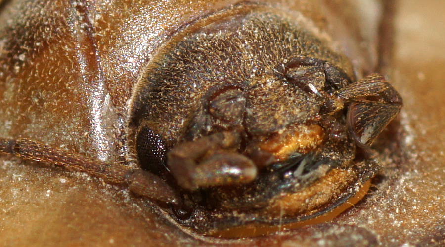 Transparent Pie-dish Beetle (Helea castor)