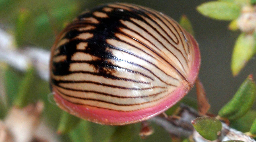 Variable Leaf Beetle (Paropsisterna variabilis)